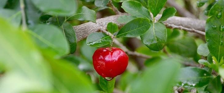 Plod voća acerola na grani