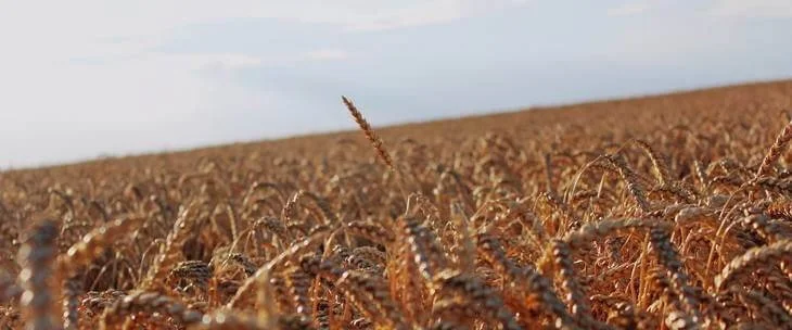 Polje na kome se nalaze zrele stabiljke žitarica